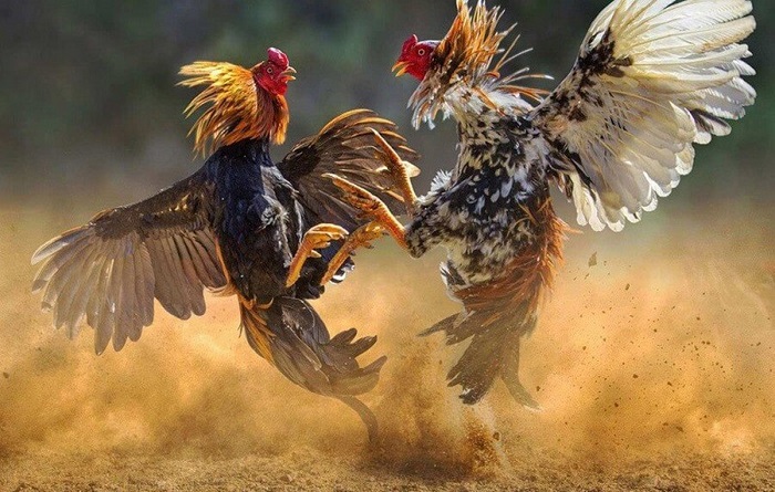 Link SV388 truy cập nhanh nhất được cập nhật